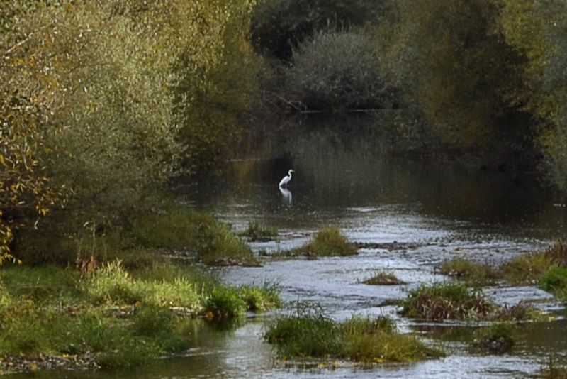 Garza pescando en el Tuerto.jpg